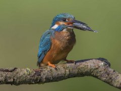Gordon Mills-Kingfisher Yorkshire-Second.jpg